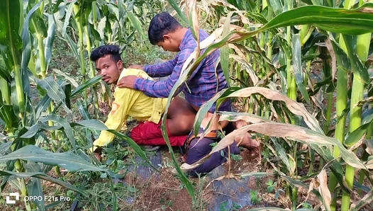 Golden Fields, Burning Passion: Hot Laborers Meet for Steamy Tryst – Indian Gay Heat 18+