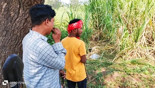 Steamy Indian Tryst: Farmer Meets City Guy in Wild Sugarcane Field Encounter –